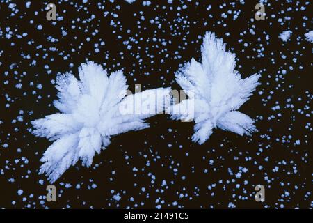 spontaneous formation of ice flowers on the frozen surface of a small lake Stock Photo