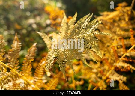 The magical forest is shrouded in a web of light and mystery as the sun's rays penetrate the dense foliage and illuminate the fern leaves. Stock Photo