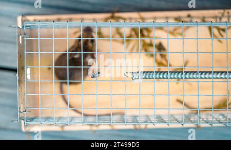 Tiny House Mouse Inside the Mousetrap Stock Photo