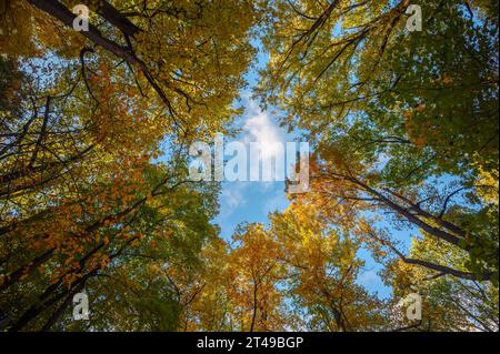 Looking up through the autumn foliage to the blue sky above Stock Photo