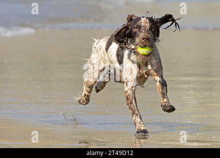 cocker spaniel with ball at the beach. uk Stock Photo