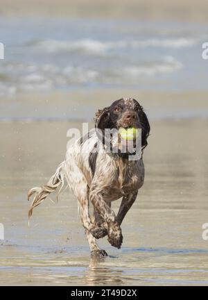 cocker spaniel at the beach with ball. uk Stock Photo