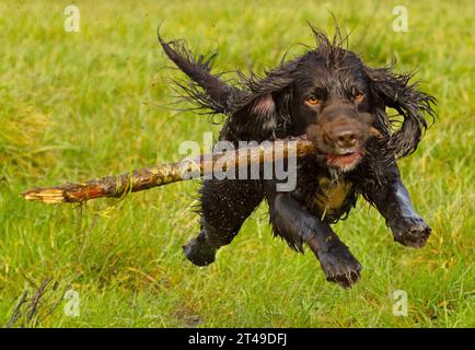 cocker spaniel running with stick Stock Photo