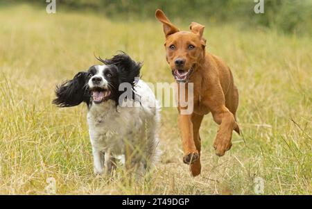 Foxred labrador and cocker spaniel running Stock Photo