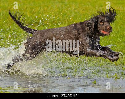 cocker spaniel running through water Stock Photo
