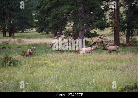 A herd of elk grazing in Rocky Mountain National Park, Colorado Stock Photo