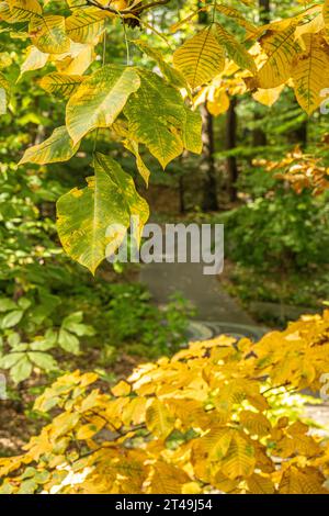 Overhead view of a garden path walkway at the Atlanta Botanical Garden with the changing leaves of autumn in Atlanta, Georgia. (USA) Stock Photo