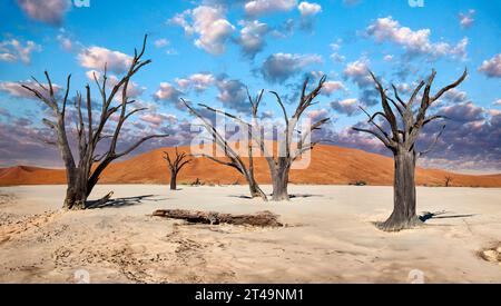 The petrified trees of Dead Vlei in the Namib Desert near Sossusvlei in Namibia. Stock Photo