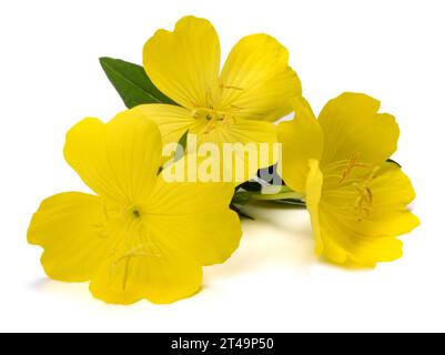 Common evening primrose   flowers isolated on white Stock Photo