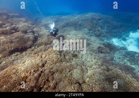 Scuba diver photographs an expanse of staghorn coral while diving in the tropical blue waters above a vast coral reef landscape Stock Photo