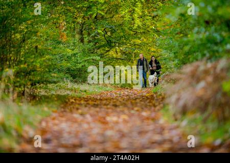 Man and woman with their pet dog walking along a tree lined national cycle route with the trees in their autumn colour. Stock Photo