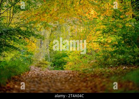 Sherwood Forest, a tree lined national cycle route with the trees in their autumn colour. Stock Photo