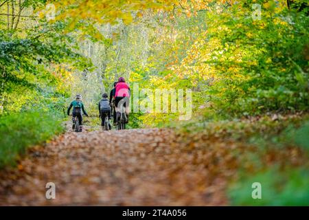 Cyclist riding in Sherwood Forest along a tree lined national cycle route with the trees in their autumn colour. Stock Photo