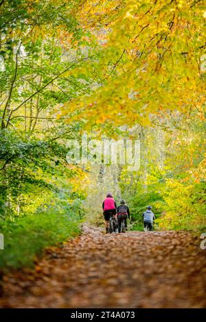 Cyclist riding in Sherwood Forest along a tree lined national cycle route with the trees in their autumn colour. Stock Photo