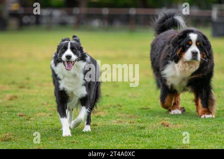 Border collie and Bernese Mountain dog running and playing in the park on a green grass Stock Photo