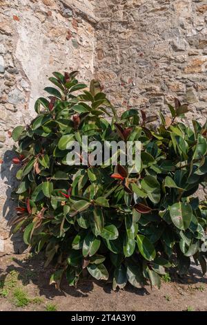 Lush rubber tree (Ficus elastica) a species of flowering plant in the family Moraceae, native to South Asia, against an old stone wall, Liguria, Italy Stock Photo