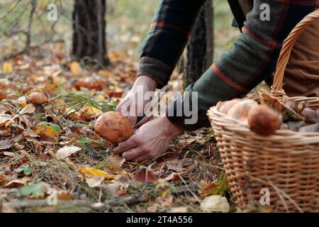 Man Cleaning Mushroom Brush Knife Table Outdoors Closeup Stock Photo by  ©NewAfrica 517092704