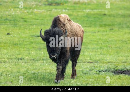 Black and white image of lone American buffalo, Bison bison, walks across the green spring grass of a meadow Stock Photo