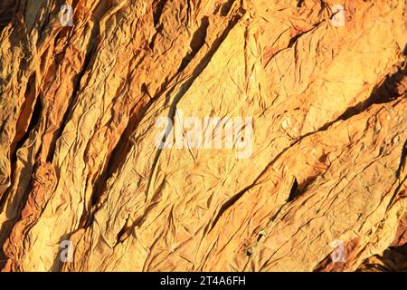 yellow dry tobacco leaves, closeup of photo Stock Photo