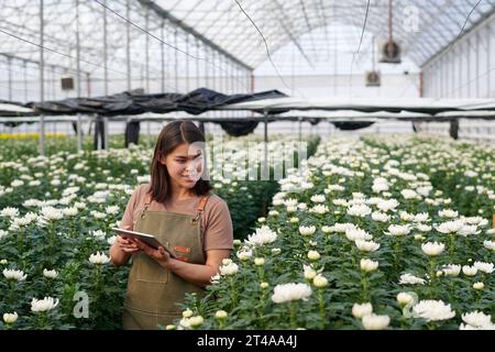 Young smiling woman in apron using tablet and looking at blooming white chrysanthemums growing on wide flowerbeds in greenhouse Stock Photo