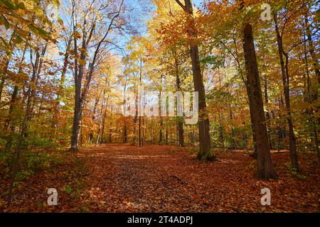 Scenes of autumn foliage. Stock Photo
