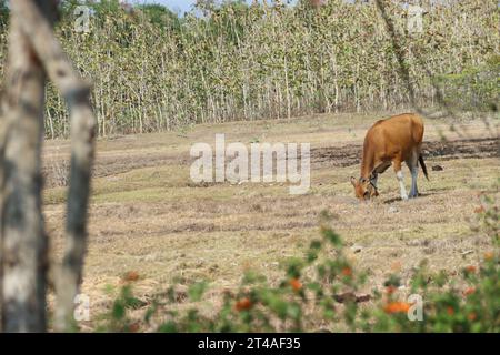 A brown cow is looking for grass in the middle of a dry rice field during the day Stock Photo