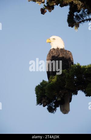 Bald Eagle Adult perched in pine tree Stock Photo