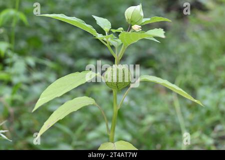 A bell shaped fruit bearing small plant known as the Cape gooseberry (Physalis Peruviana) plant growing in a wild area. This plant's fruit has a paper Stock Photo