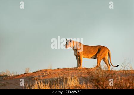 A lioness (Panthera leo) standing on a red sand dune, Kalahari desert, South Africa Stock Photo