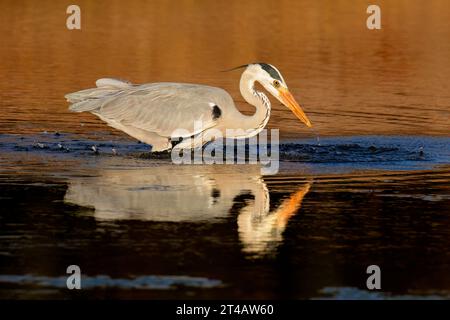 A grey heron (Ardea cinerea) hunting in shallow water, South Africa Stock Photo