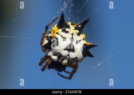Colorful white, orange and black jewel spider suspended in its web Stock Photo