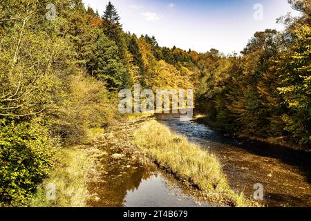 Autumn Landscape with a small river flowing through the forest, Poland. Stock Photo