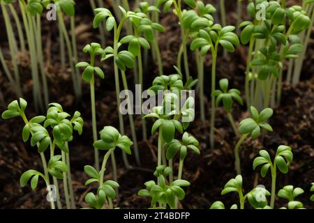 Fresh green Garden cress sprouts homegrown close up Stock Photo