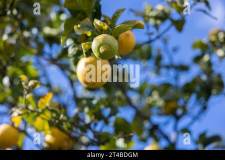 Almost ripe lemons on a lemon tree against a bright blue sky, Bari Sardo, Ogliastra, Sardinia, Italy Stock Photo