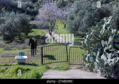 Horse in a meadow with an old bathtub, a flowering fruit tree and a large cactus pear (Opuntia Ficus-indica), Bari Sardo, Ogliastra, Sardinia, Italy Stock Photo
