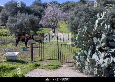 Horse in a meadow with an old bathtub, a flowering fruit tree and a large cactus pear (Opuntia Ficus-indica), Bari Sardo, Ogliastra, Sardinia, Italy Stock Photo