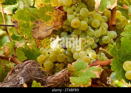 Macro, Viticulture, Contrada Dietro Isola, Dammusi, Vine, Italy, Vineyards, Pantelleria, Pelagic Islands, Sicily, Italy Stock Photo