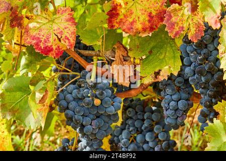 Macro, Viticulture, Contrada Dietro Isola, Dammusi, Vine, Italy, Vineyards, Pantelleria, Pelagic Islands, Sicily, Italy Stock Photo