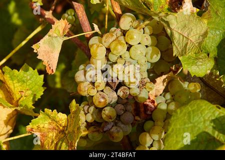 Macro, Viticulture, Contrada Dietro Isola, Dammusi, Vine, Italy, Vineyards, Pantelleria, Pelagic Islands, Sicily, Italy Stock Photo