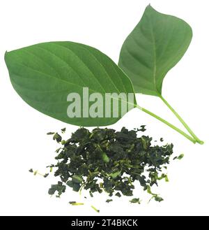 Paederia foetida or medicinal gondho badali of Indian subcontinent Stock Photo