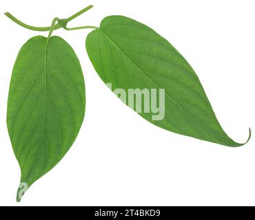 Paederia foetida or medicinal gondho badali of Indian subcontinent Stock Photo