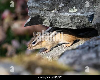 A chipmunk comes out of its den in a drystone wall Stock Photo