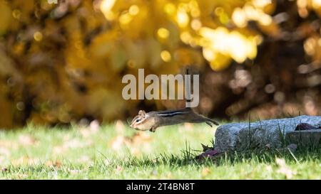 A chipmunk, its cheeks stuffed with seeds, leaps off a stone Stock Photo