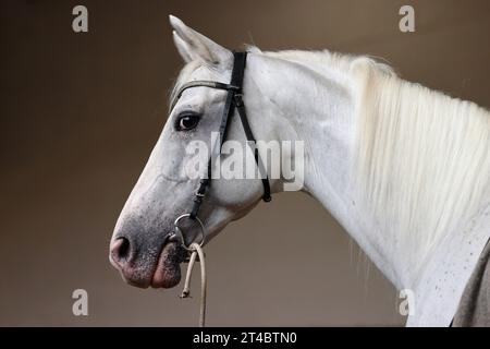 Andalusian horse portrait against dark stable background Stock Photo