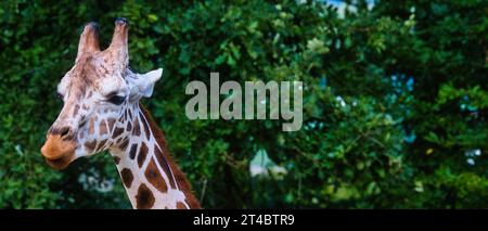 Giraffe head and long neck against a dark green leafy background, close-up wildlife portrait of an elegant African animal with distinctive markings Stock Photo