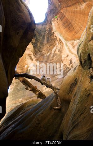 Two Mexican Spotted Owls perched on a log in Pine Creek canyon, Zion National Park, Utah. Stock Photo