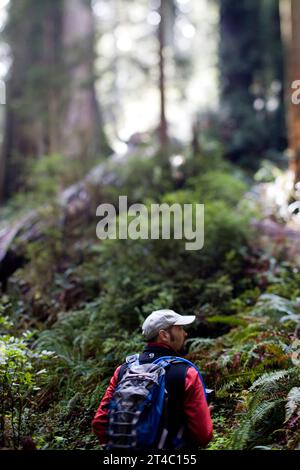 Redwood National Park, California. A hiker follows a trail amongst the giant trees. Stock Photo