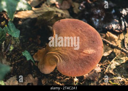 Top view of Fistulina hepatica mushroom (a.k.a. beefsteak fungus). Edible mushroom, rich in vitamin c. Stock Photo