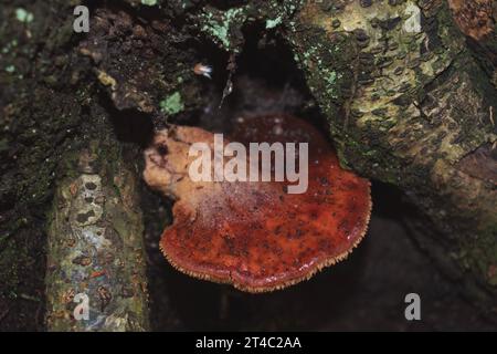 Top view of Fistulina hepatica mushroom (a.k.a. beefsteak fungus). Edible mushroom, rich in vitamin c. Stock Photo