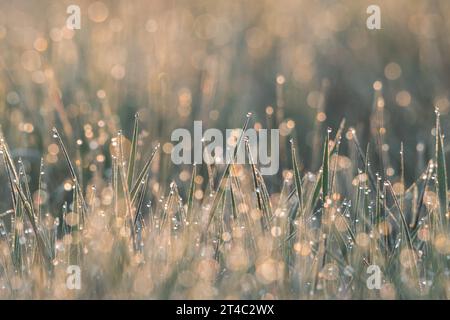 morning dew drop on green grass, spring background Stock Photo